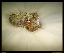 Photoshop CS3, Cuttle Fish in the Gold Coast Seaway, Aust... by Stephen Holinski 